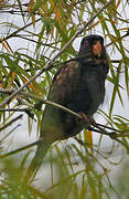 Bronze-winged Parrot