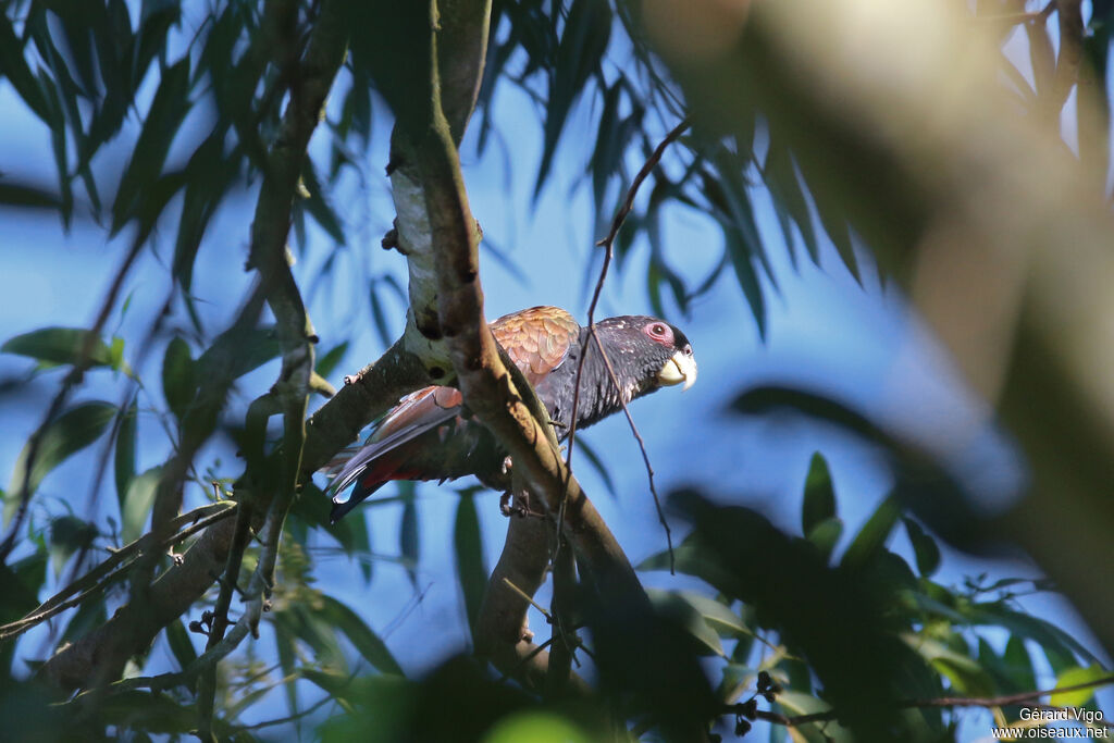 Bronze-winged Parrotadult