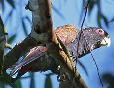 Bronze-winged Parrot