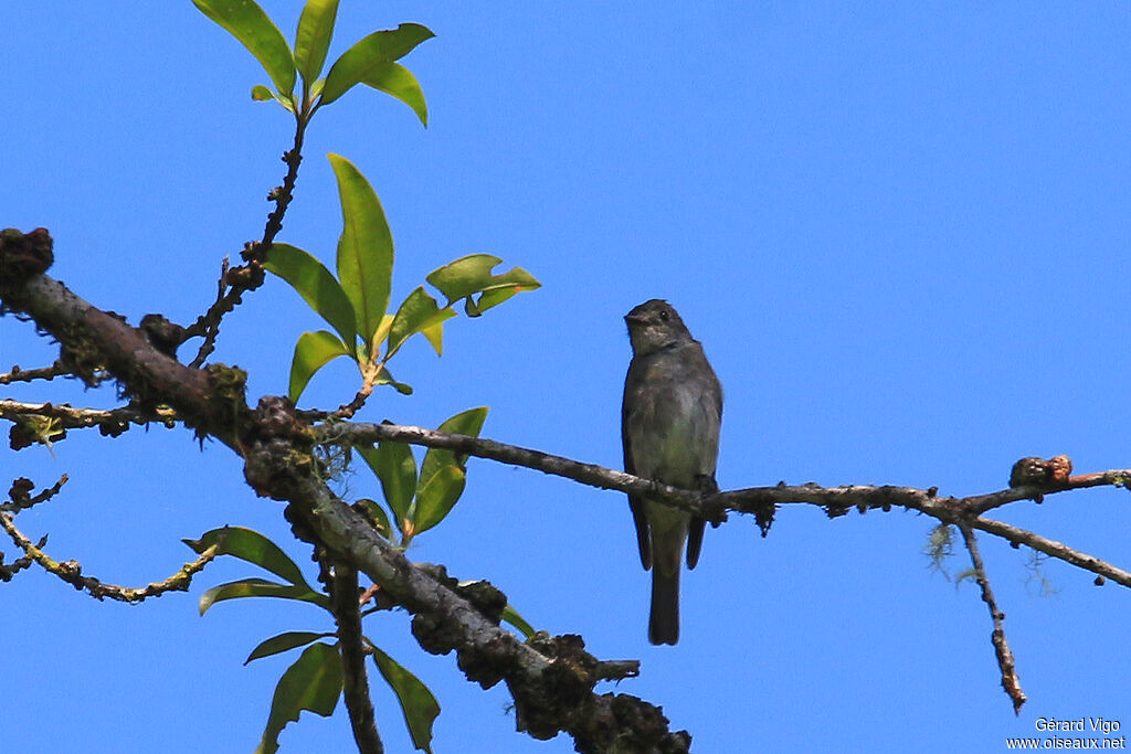 Western Wood Peweeadult, habitat, pigmentation