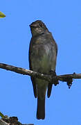 Western Wood Pewee