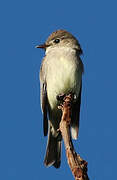 Western Wood Pewee