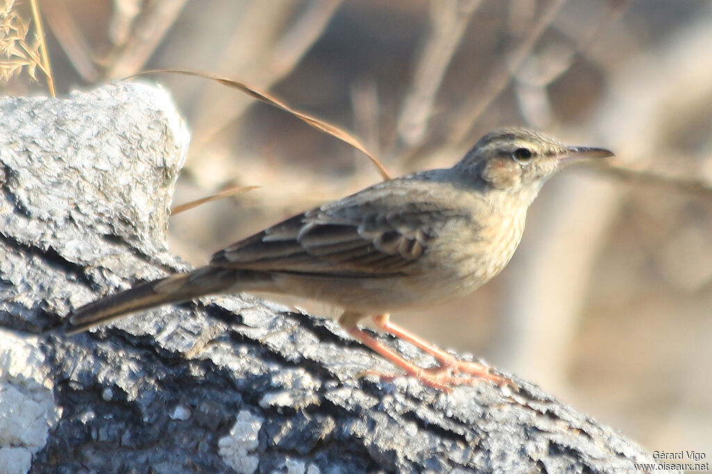 Long-billed Pipitadult