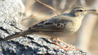 Long-billed Pipit