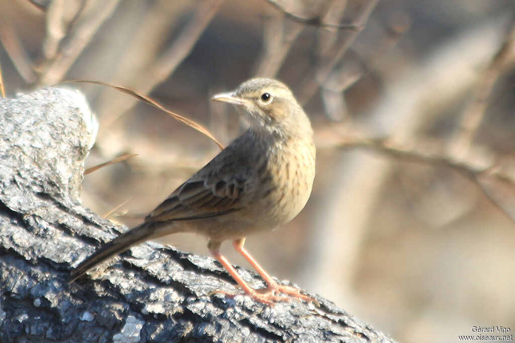 Pipit à long becadulte