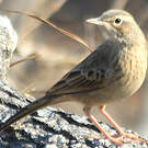 Pipit à long bec