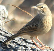 Long-billed Pipit