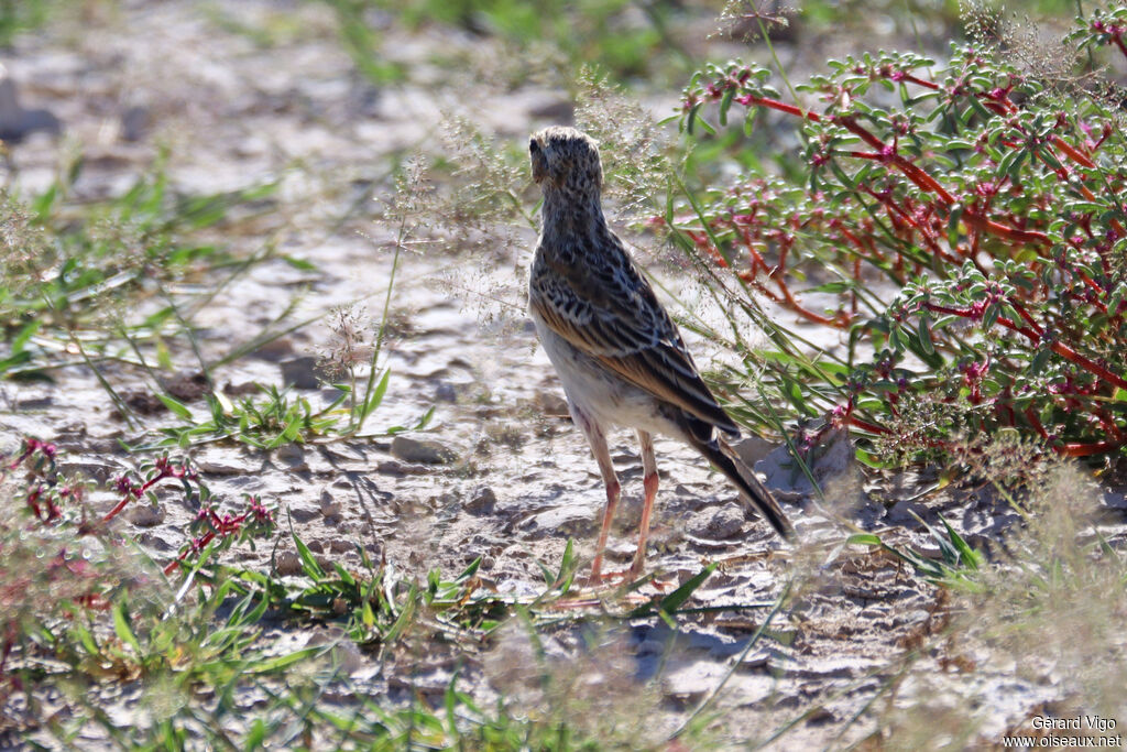 Pipit africain