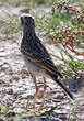 Pipit africain
