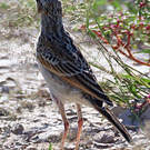 Pipit africain