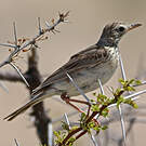 Pipit africain