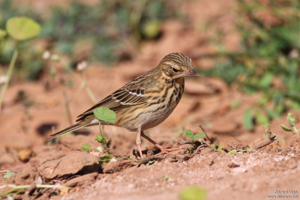 Pipit des arbresadulte