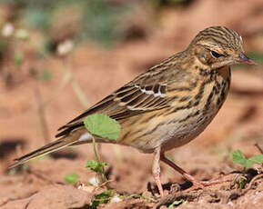 Pipit des arbres