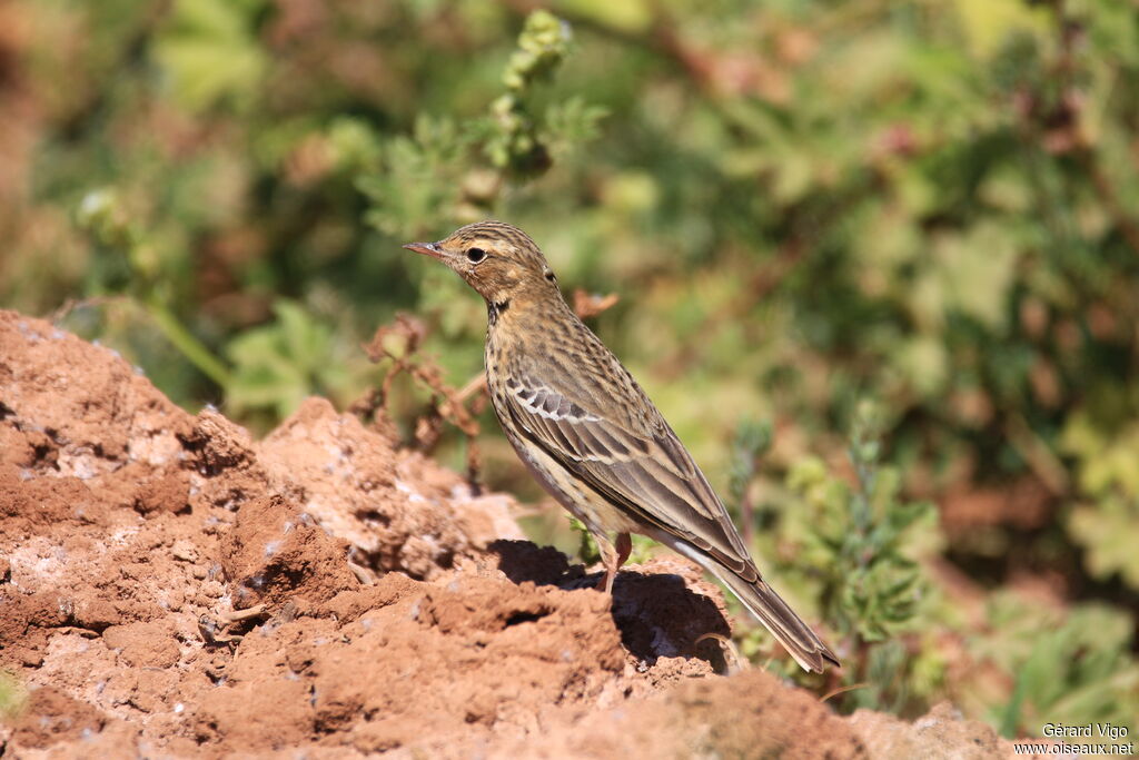 Tree Pipitadult