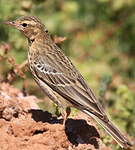 Pipit des arbres