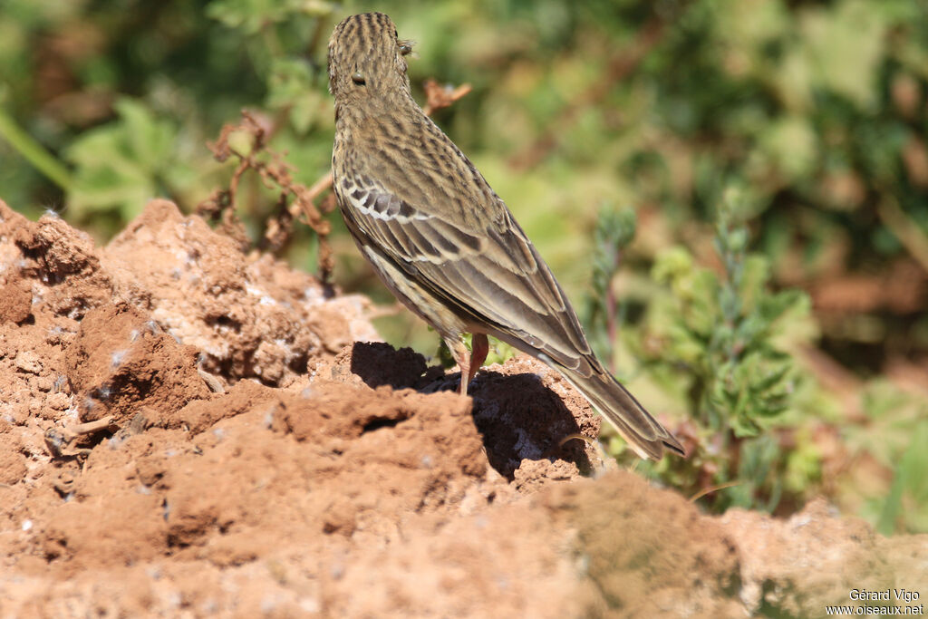 Tree Pipitadult