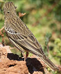 Pipit des arbres