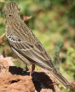 Pipit des arbres