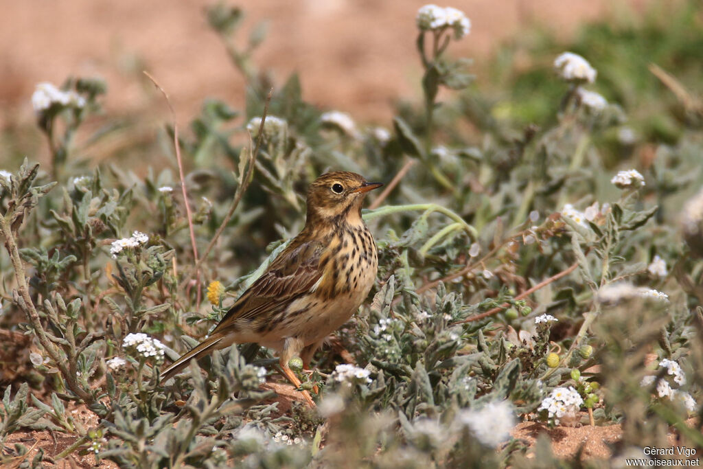 Pipit farlouseadulte