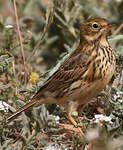 Pipit farlouse