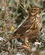 Meadow Pipit