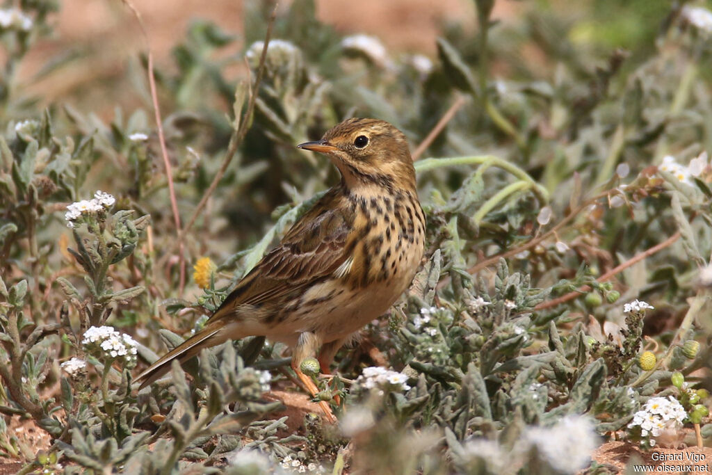 Pipit farlouseadulte