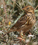 Pipit farlouse