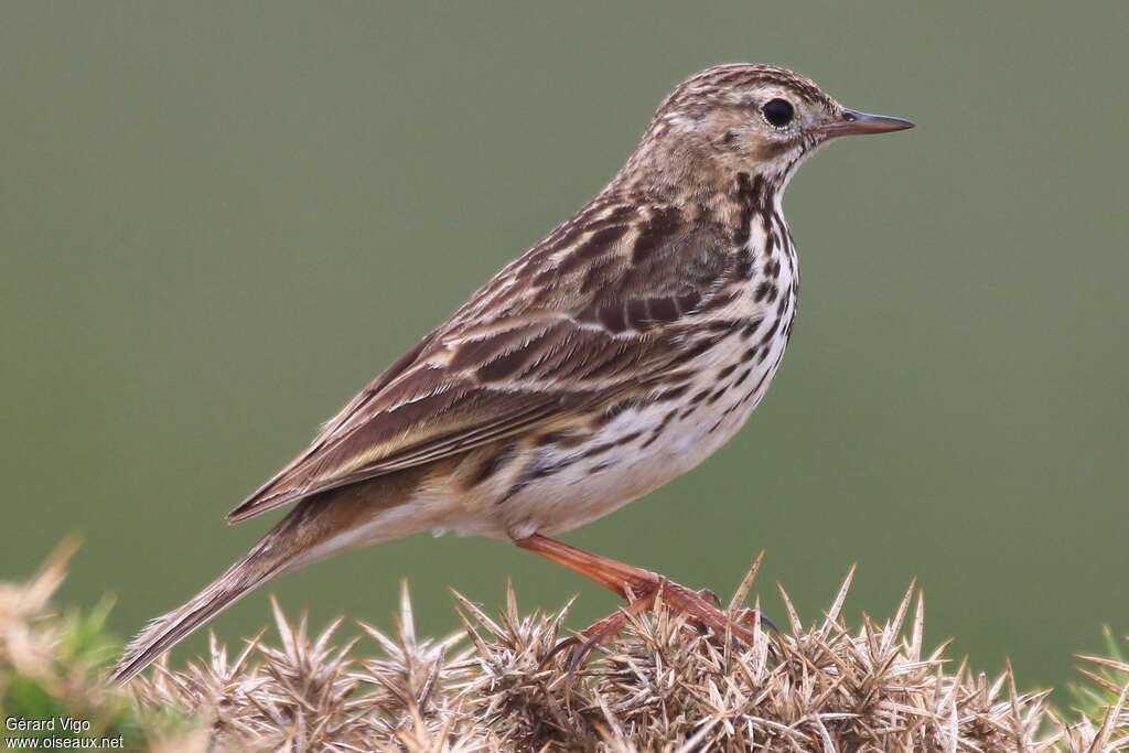 Pipit farlouseadulte nuptial, identification