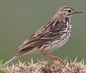 Pipit farlouse