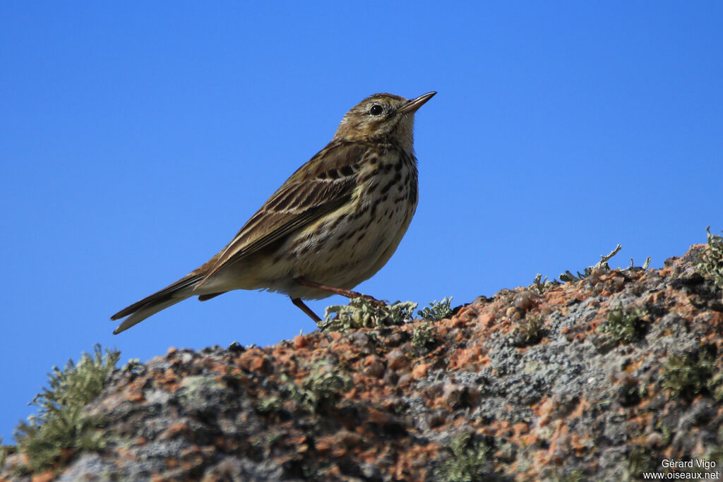 European Rock Pipitadult