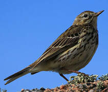 European Rock Pipit