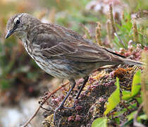 European Rock Pipit