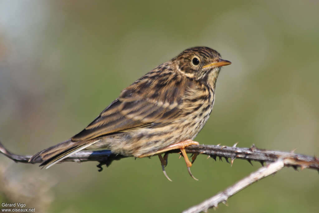 Pipit maritimejuvénile, pigmentation