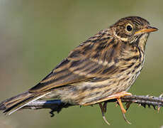 Eurasian Rock Pipit