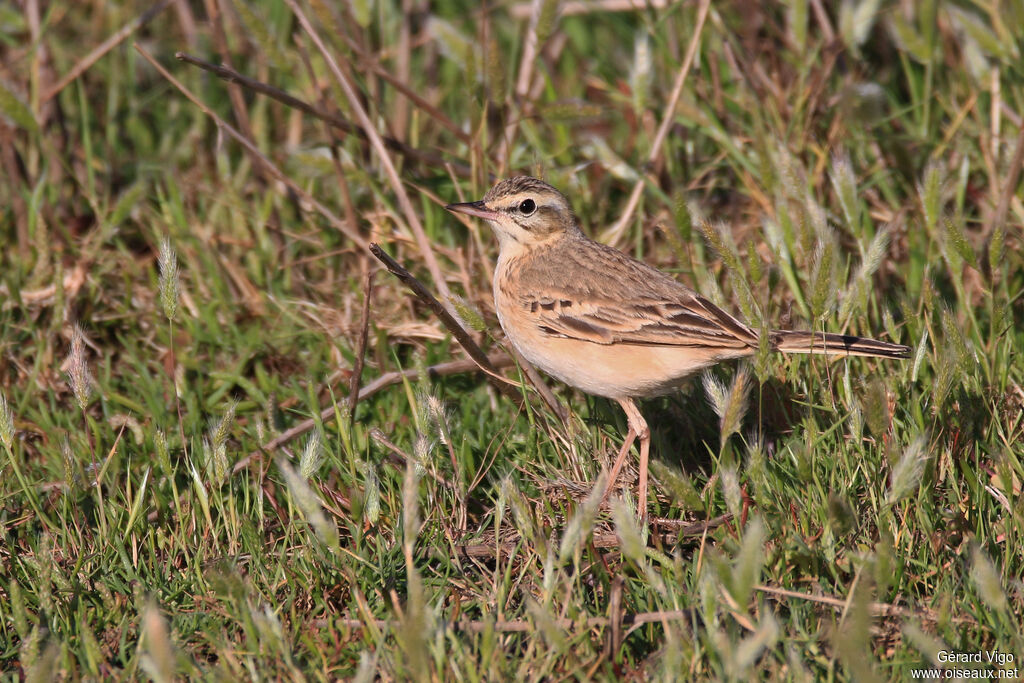 Pipit rousselineadulte