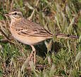 Pipit rousseline