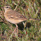 Pipit rousseline