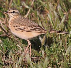 Pipit rousseline