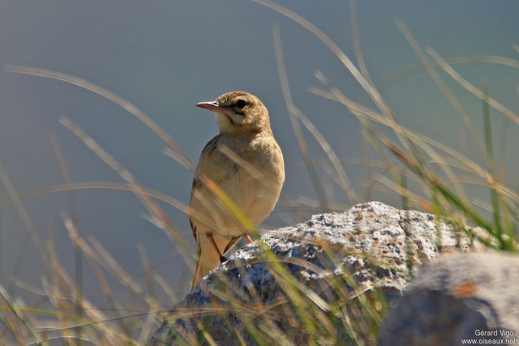 Tawny Pipitadult