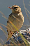 Tawny Pipit