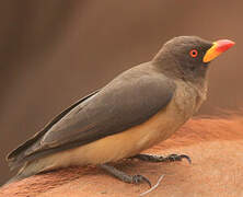 Yellow-billed Oxpecker