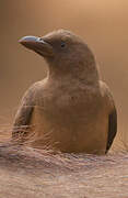 Yellow-billed Oxpecker