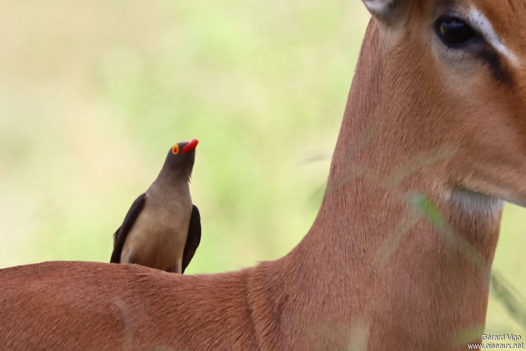Piqueboeuf à bec rouge