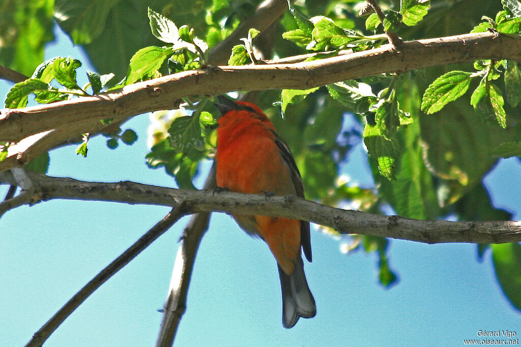 Piranga à dos rayé