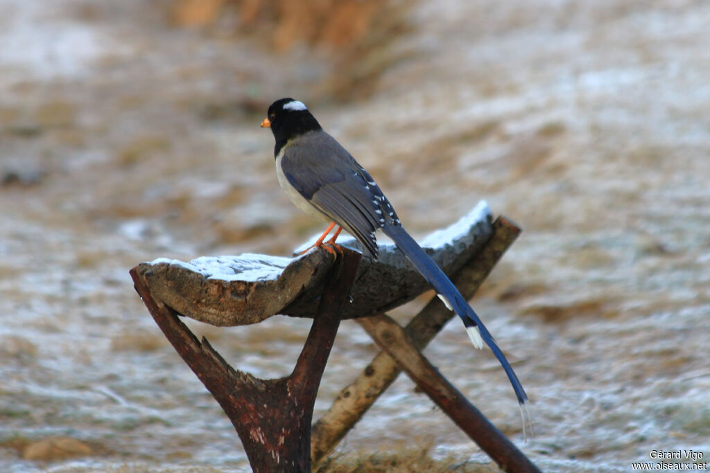 Yellow-billed Blue Magpieadult