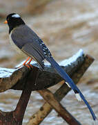 Yellow-billed Blue Magpie