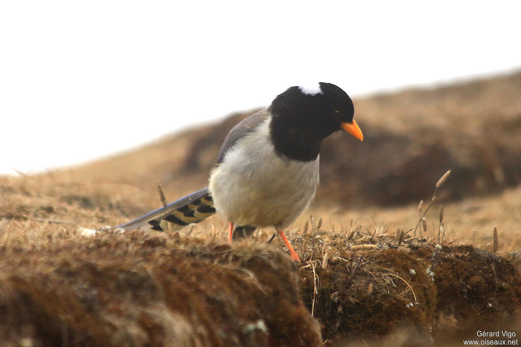 Yellow-billed Blue Magpieadult