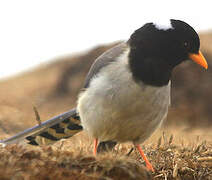 Yellow-billed Blue Magpie