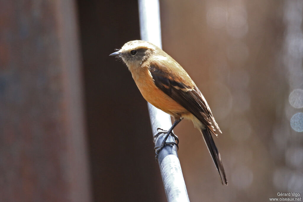 Brown-backed Chat-Tyrantadult