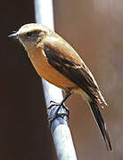 Brown-backed Chat-Tyrant